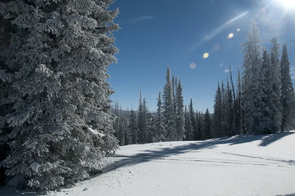 Искрящееся солнце, сверкающее снегом и обмороженными деревьями — стоковое фото