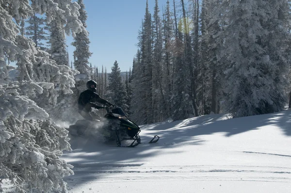 Snowmobile equitação vindo entre árvores criação de pó — Fotografia de Stock