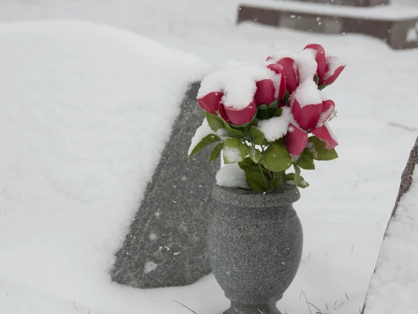Flores de nieve3 — Foto de Stock