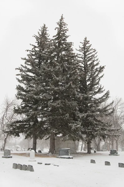 Trees3 — Stock Photo, Image