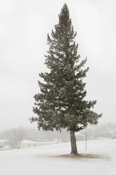 Árbol23 — Foto de Stock