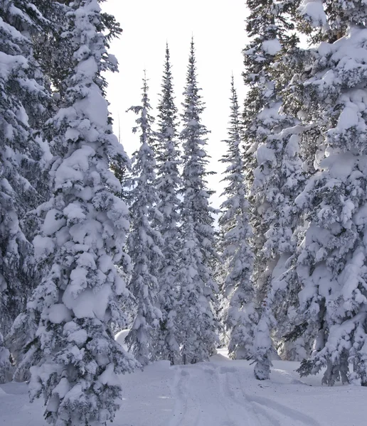 Árboles nevados — Foto de Stock