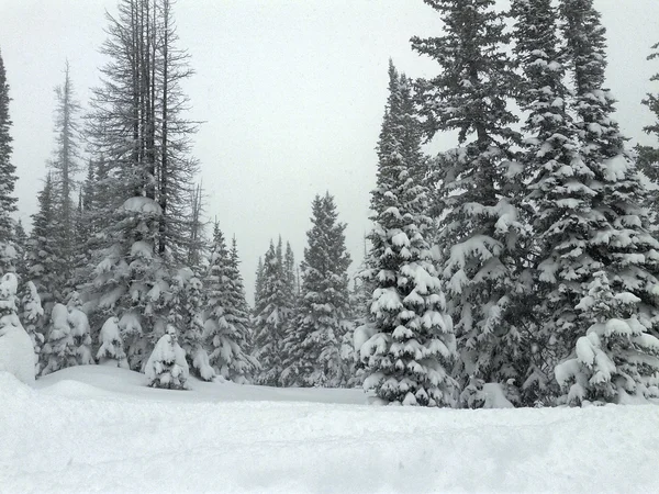 Día frío de invierno crujiente con árboles cubiertos de nieve — Foto de Stock