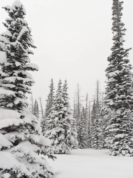 Ağaçlar net soğuk kış günü kar ile kaplı — Stok fotoğraf