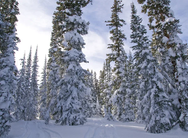 Χιονισμένα δέντρα — Φωτογραφία Αρχείου