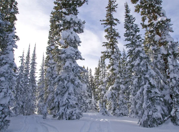 Snowy trees Stock Image