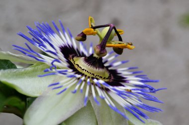 Passiflora
