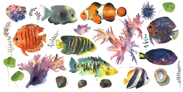 카툰 피쉬는 장식 디자인을 위해 수채 색으로 그린 수선화 손을 재치있게 잡았습니다. 화려 한 세트. 해저 세계 — 스톡 사진