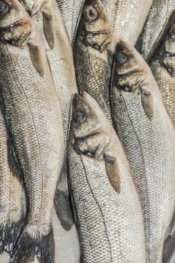 Bas masada, levrek balık