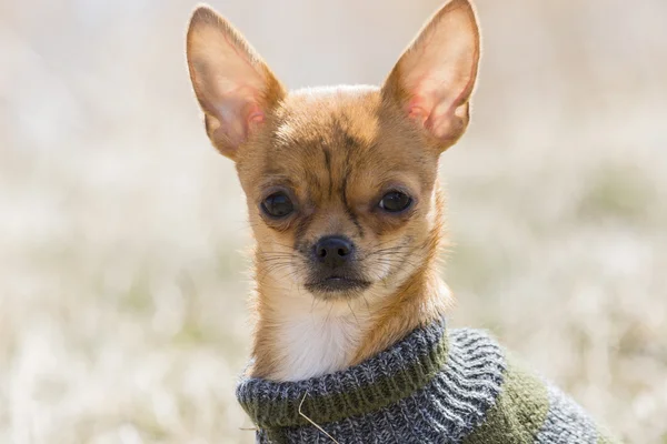 Chihuahua baby hund — Stockfoto