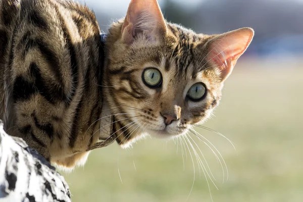 Bengala gatito tiro en la cabeza —  Fotos de Stock