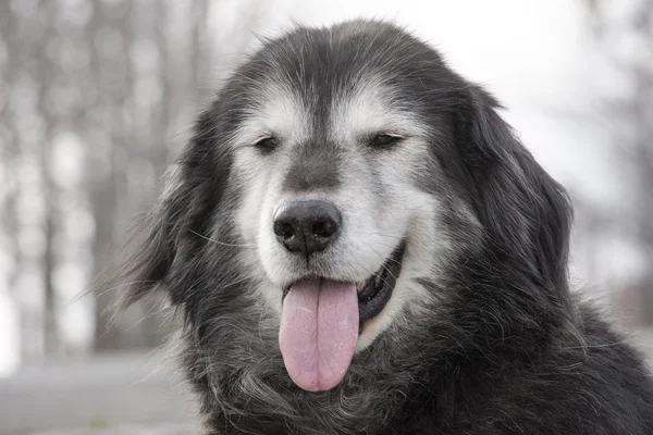 Raça mista cão malamute — Fotografia de Stock