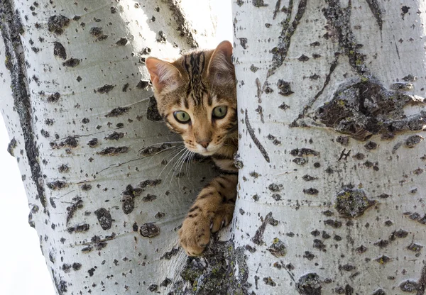 Bengalski kociak w drzewo — Zdjęcie stockowe
