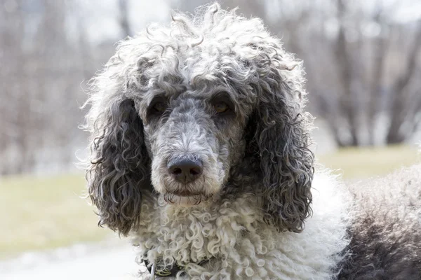 Caniche estándar blanco y gris — Foto de Stock