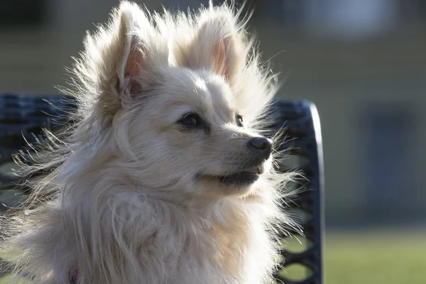 Pomeranian köpek kafa vurdu