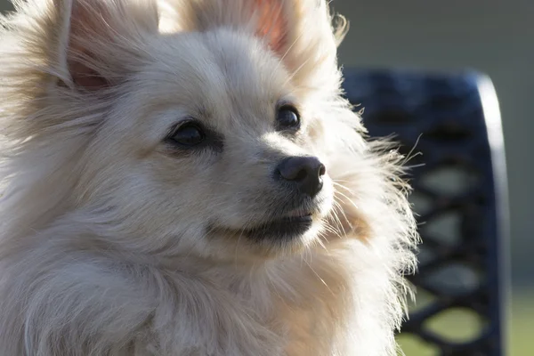 Pomeranian köpek kafa vurdu