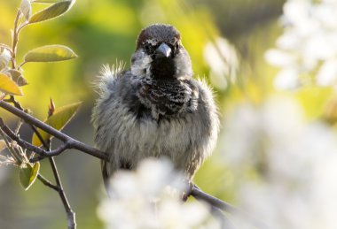 House serçe ına bahar çevre