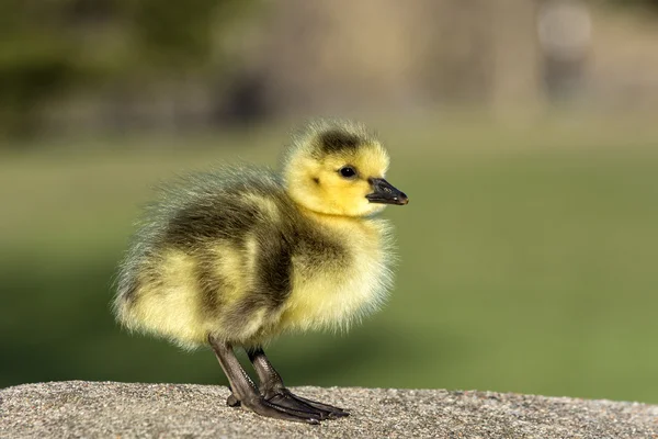 Bebek Kanadalı kaz