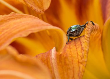 Japon böceği üzerinde bir portakal çiçeği