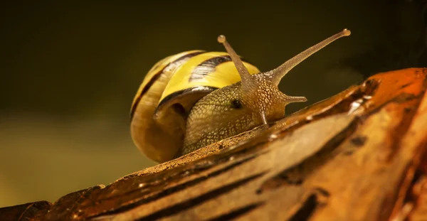 Petit escargot sur une pièce de poterie cassée — Photo