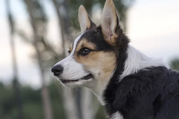 Welch corgi cão — Fotografia de Stock