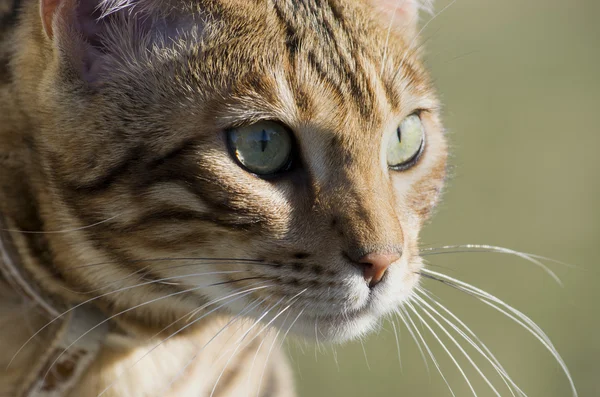 Retrato de gato de Bengala —  Fotos de Stock