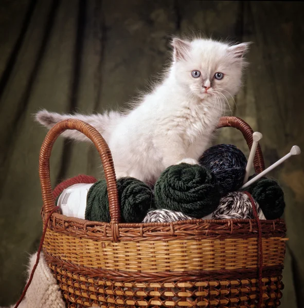 Um gatinho ragdoll em uma cesta cheia de bola de lã — Fotografia de Stock