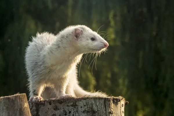 Ferret na pařezu — Stock fotografie