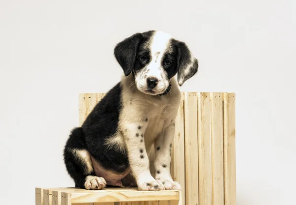 Filhote de cachorro mistura dalmatian — Fotografia de Stock