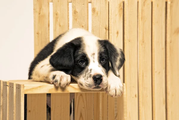 Filhote de cachorro mistura dalmatian — Fotografia de Stock