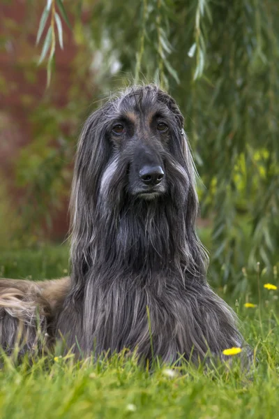 Svart afghan hound — Stockfoto