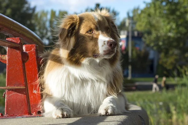 Australsk gjeterhund – stockfoto