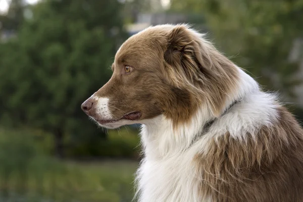 Australiska Shepherd hund — Stockfoto