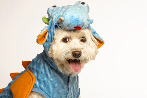 Köpek Kostüm giymiş bir kertenkele