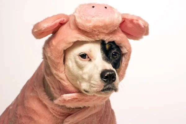 Hund im Schwein-Halloween-Kostüm Stockbild