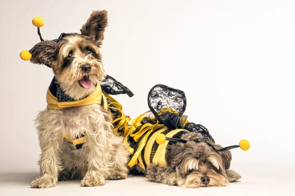 Kleine Hunde im Bienenkostüm lizenzfreie Stockbilder