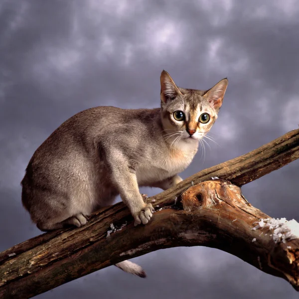 Singapur kot — Zdjęcie stockowe