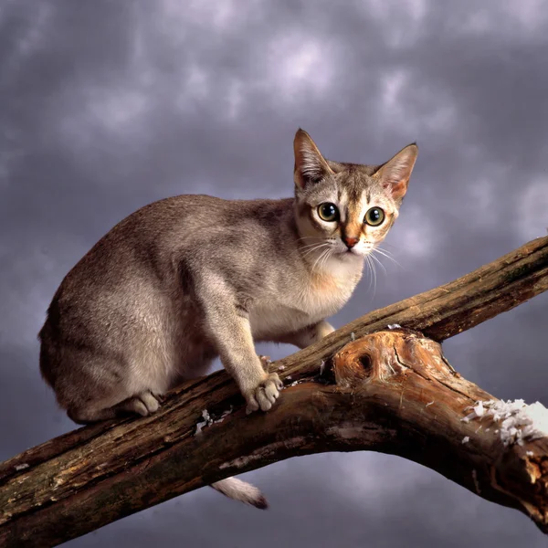 singapura kedisi