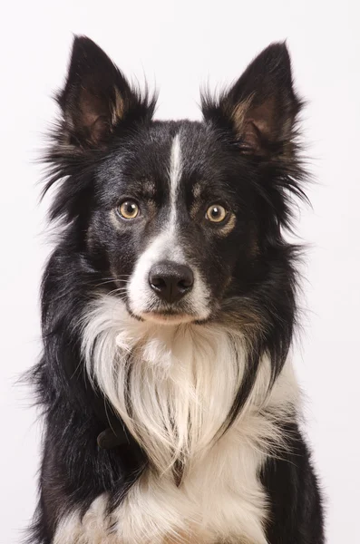 Frontiera collie colpo alla testa — Foto Stock