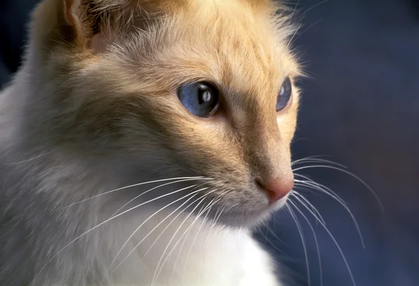 Gato balinés —  Fotos de Stock