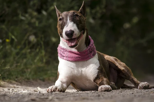 Engelsk bullterrier — Stockfoto