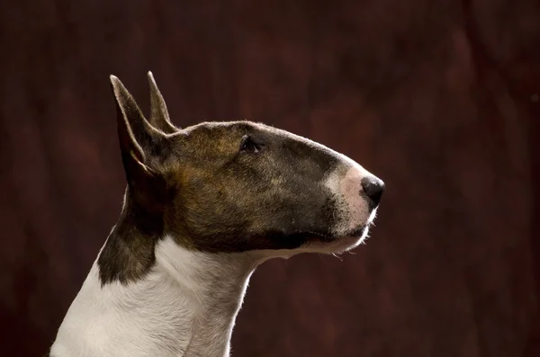 Bullterrier-par – stockfoto