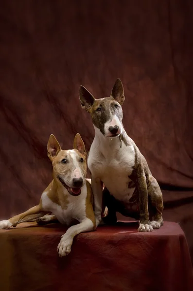Bull Terriers couple — Stock Photo, Image