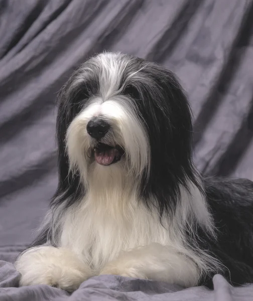 Bearded collie — Stockfoto