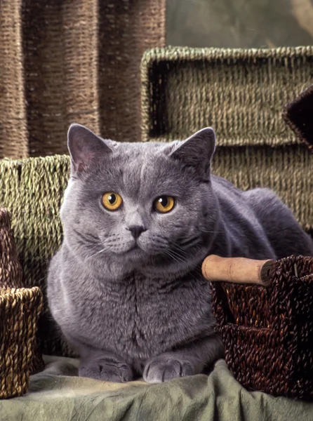 British Shorthair — Photo