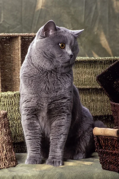 Gato de taquigrafía gris grande —  Fotos de Stock