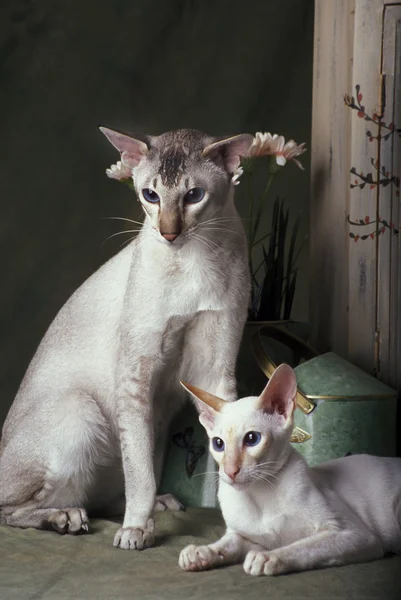Couleur point chats couple — Photo