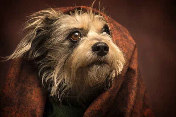 Stökigt hår hund — Stockfoto