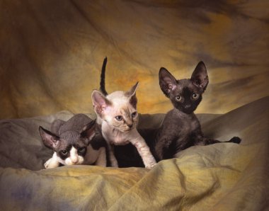 3 devon rex yavru kedi