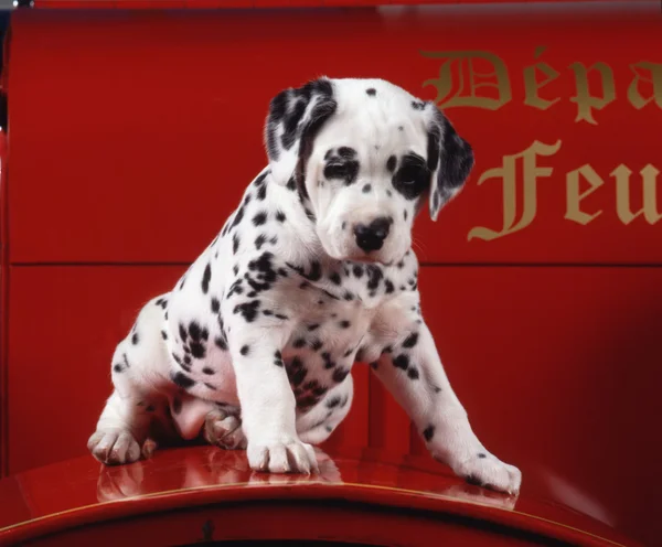 Puppy dalmation on a fire truck — Stock Photo, Image